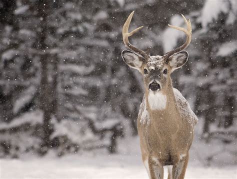 Seven Tips for Winter Photography - National Forest Foundation