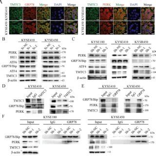 Tmtc Enhanced Er Stress By Disturbing The Interaction Between Grp