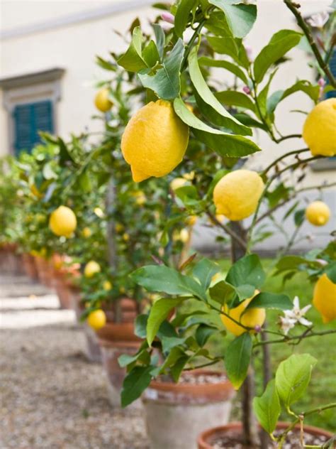 Growing Fruit Trees in Containers | HGTV