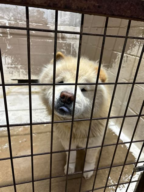 Clarksville TX Animal Shelter | Clarksville TX