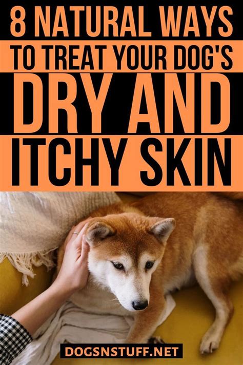 dog with itchy skin remedies in 2024 | Dog dry skin, Itchy dog remedies ...