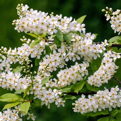 Prunus Padus Bird Cherry Bare Root Hedge Free Uk Delivery Over £50