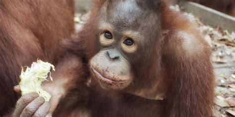 Adopteer Orangutan Rescue