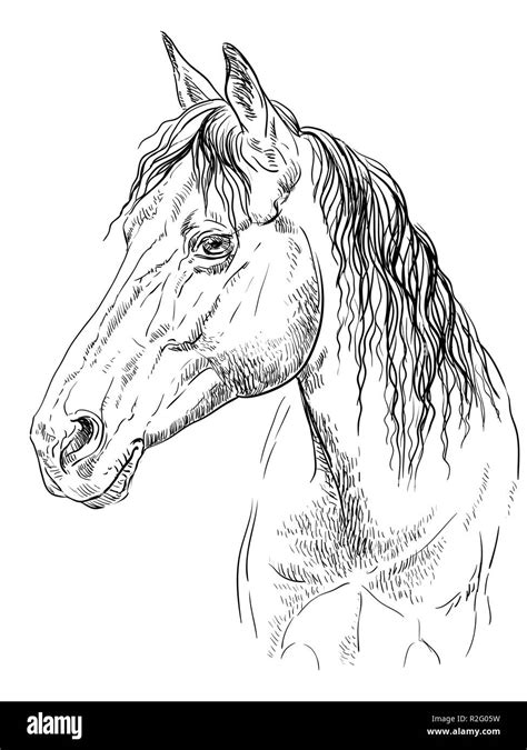 Horse portrait. Horse head in profile in monochrome colors isolated on ...