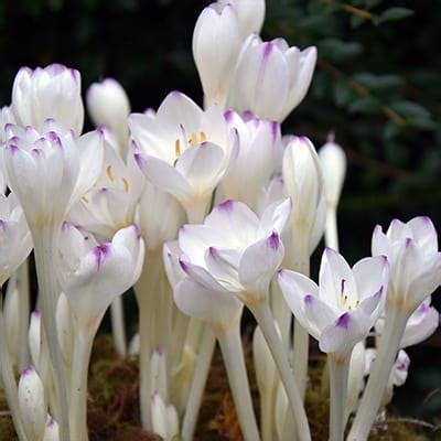 Colchicum Byzantinum Innocence Autumn Crocus Spring B B Pre