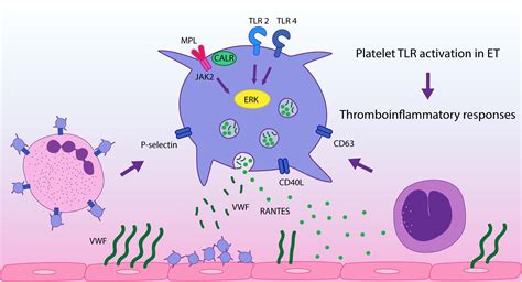 Frontiers Platelet Toll Like Receptors Mediate Thromboinflammatory