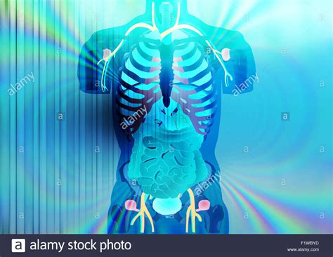 Internal Organs Human Stock Photos And Internal Organs Human Stock Images