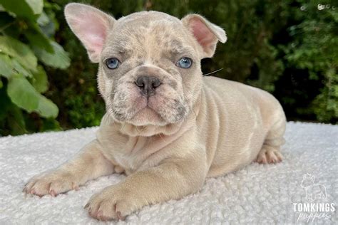 The Complete Bully Dog Breed List: 35 Competitors for Your Love - TomKings Kennel