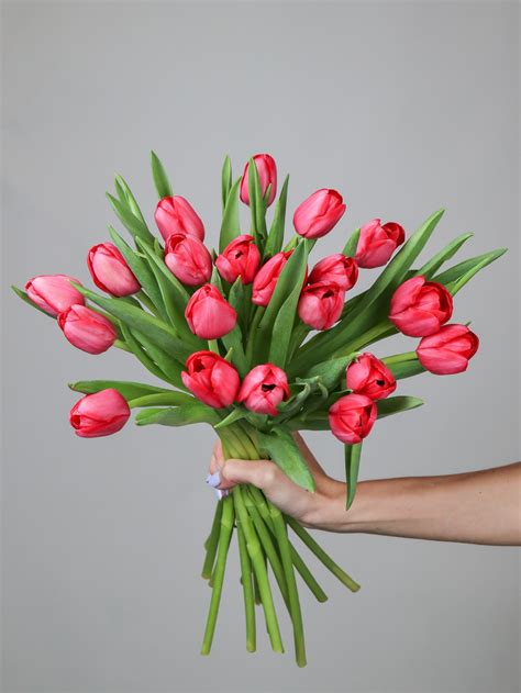 Tulip Ile De France - Mayflower Studio