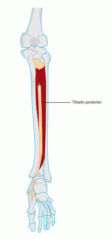 Tibialis Posterior Anatomy Docpods Australia