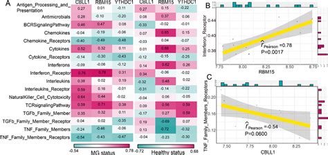 The Correlations Between Immune Reaction Pathways And Dysregulated M A