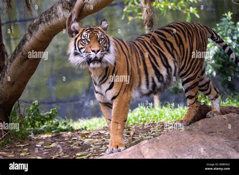 Indonesia, Surabaya, Java, Surabaya Zoo, Sumatran tiger, Phantera ...