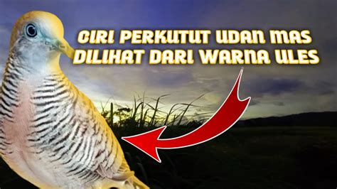 Ciri Perkutut Udan Mas Dilihat Dari Ules Warnanya Youtube