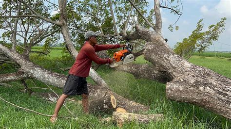 Tebang Pohon Trembesi Di Pinggir Lahan Padi Stihl Ms Youtube