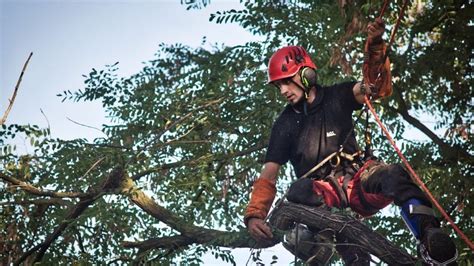 What Are The Common Mistakes To Avoid During Tree Pruning And Removal