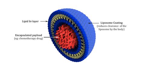 Full Coated Liposome With Labels Lorem Cytori