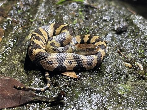 Asiatic Water Snake In April 2023 By Randall F INaturalist