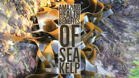 25 Potential Health Benefits Of Sea Kelp