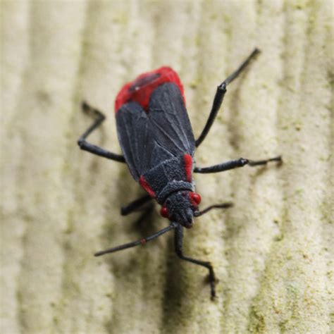 Red And Black Bugs