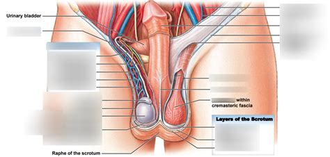 Male Reproduction Diagram Part Diagram Quizlet