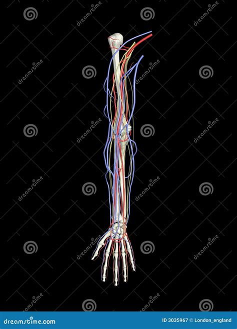 Arm Arteries Veins Nerves Stock Illustration Illustration Of