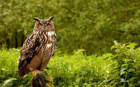 Eurasian Eagle Owl wallpaper - Animal wallpapers - #37387