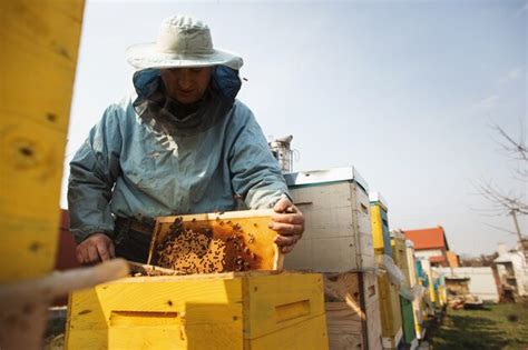 Premium Photo Beekeeper Inspecting Bee Hive After Winter