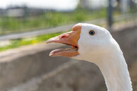 Inside Of A Goose Mouth