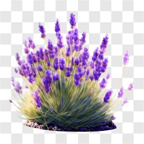 Descarga Hermosa Planta de Lavanda con Flores Moradas PNG En Línea