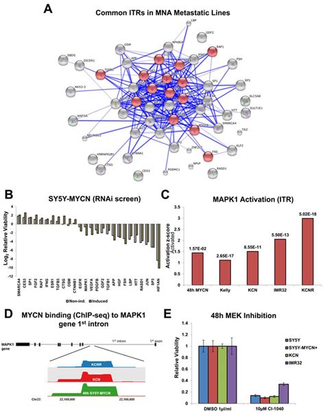 Integrative Omics Reveals Mycn As A Global Suppressor Of Cellular