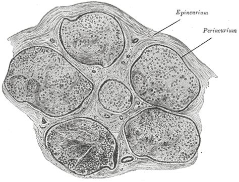 Epineurium - wikidoc