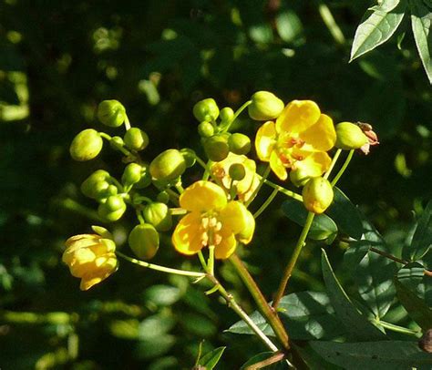 Senna Alexandrina 100 Seeds | Etsy