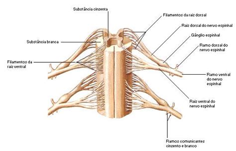 Esquema da medula espinhal Escola Educação