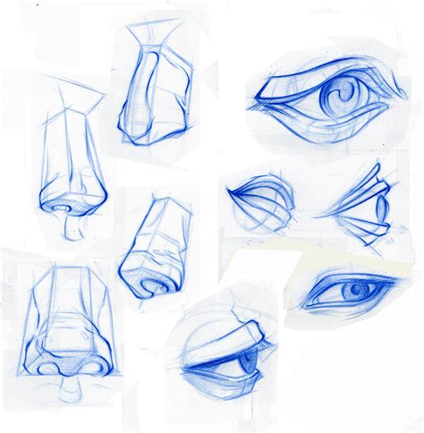 Anatomy Sketches :: Behance