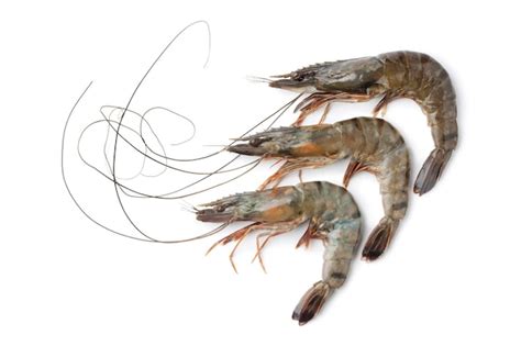 Premium Photo Whole Fresh Raw Black Tiger Shrimps On White Background