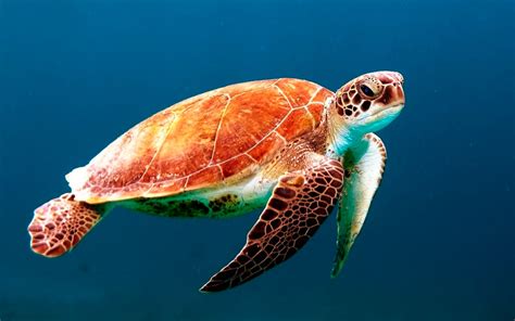 Caribbean Sea Turtles: Meet Them and Freak Out | Dressel Divers