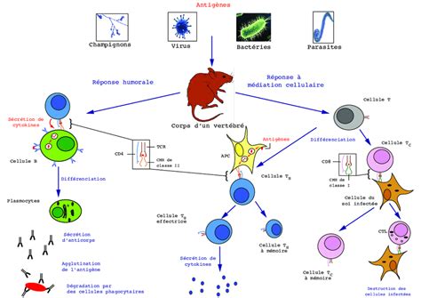 Vue D Ensemble Des Branches Humorale Et M Diation Cellulaire Du
