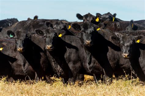 As Principais Ra As De Gado De Corte Sou Agro