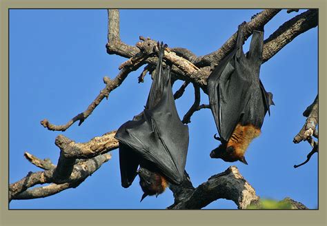 Indian Flying Fox Pteropus Giganteus A Massive Fruit Eat Flickr