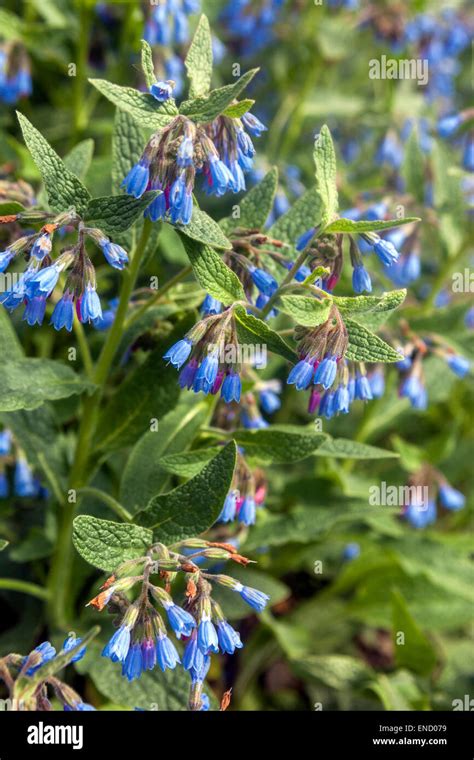 Symphytum Caucasicum Beinwell Blue Comfrey Caucasian Comfrey Stock