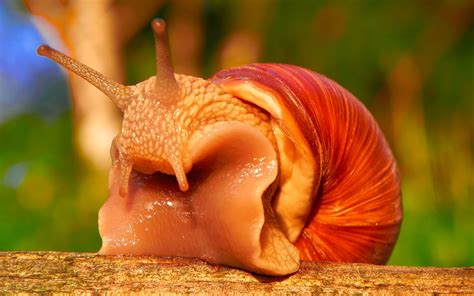 Download Animal Snail Hd Wallpaper