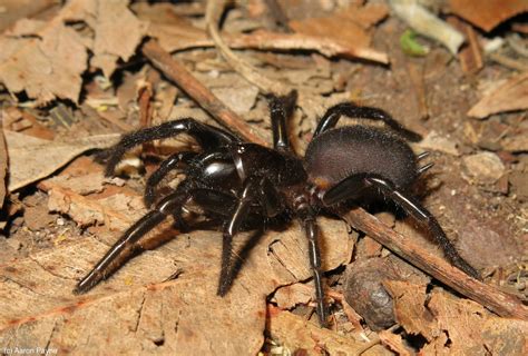 Araña De Embudo Australiana Wiki Reino Animalia Fandom