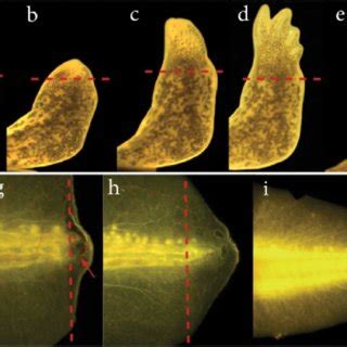 Limb and tail regeneration in Ambystoma mexicanum. (a-e) Limb ...