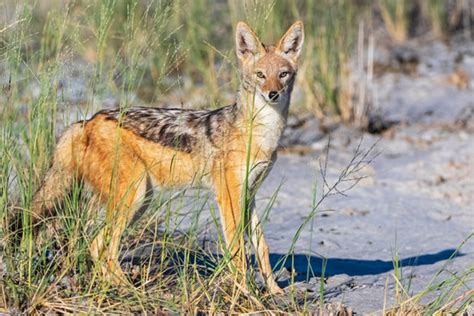 "Black Backed Jackal Images – Browse 2,607 Stock Photos, Vectors, and ...