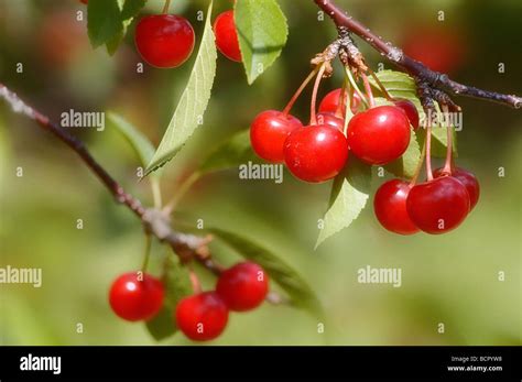 Prunus Cerasus Cherry Stock Photo Alamy