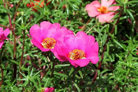 Come Coltivare La Portulaca In Vaso E In Giardino Sementi Dotto