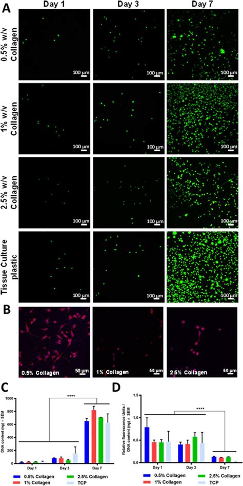 Cellular Behaviour Of L Murine Fibroblast Cells Cultured At