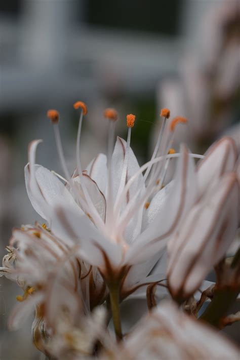 White Asphodel – Herbidacious