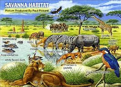 Levels of Organization in an Ecosystem - Savannah Plains