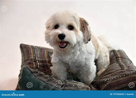 Portrait Of A Young Havanese Dog Stock Image Image Of Head Lovable